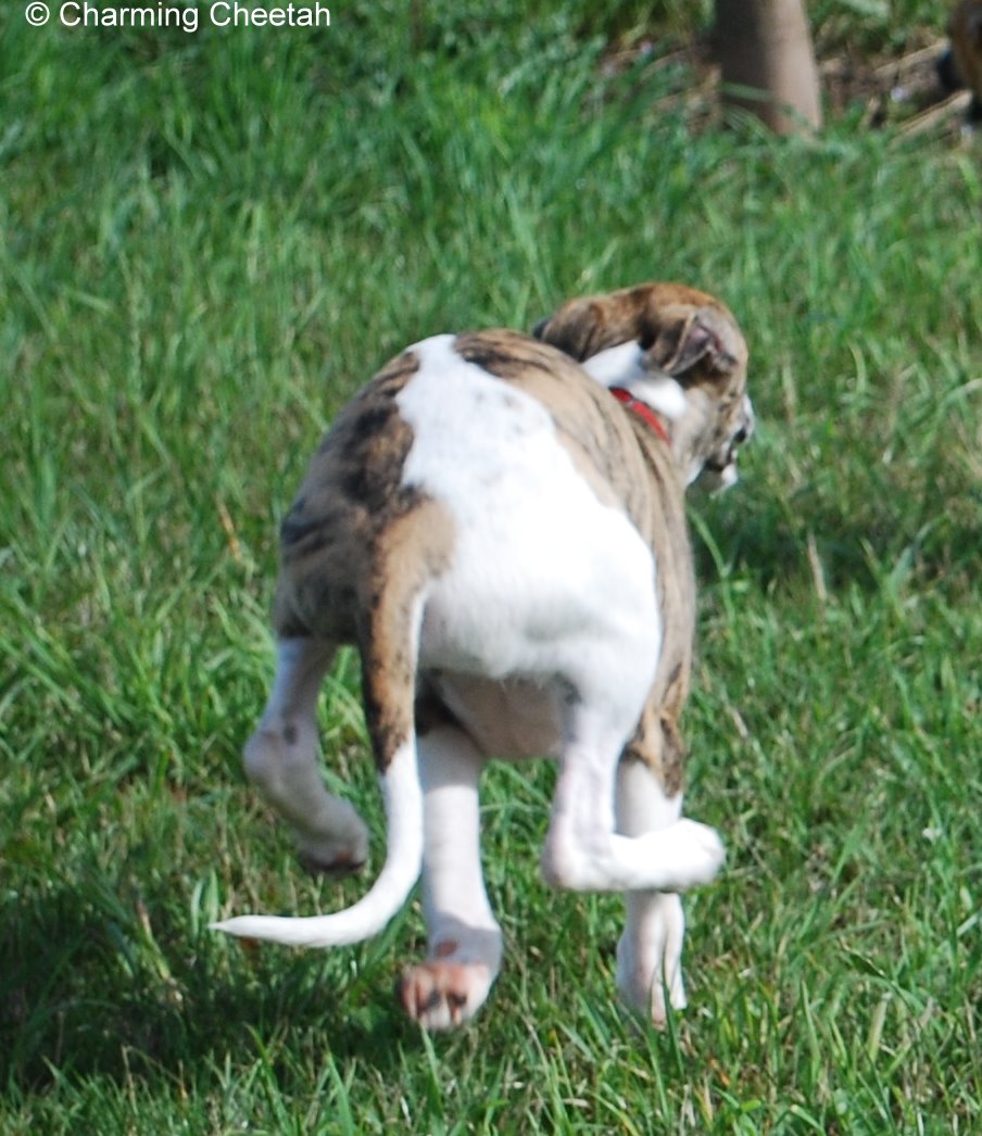 Charming Cheetah Black And White - Sucht noch seine Familie