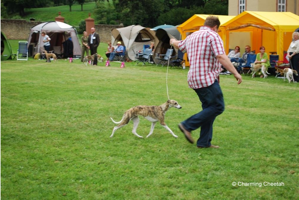 Charming Cheetah 2011