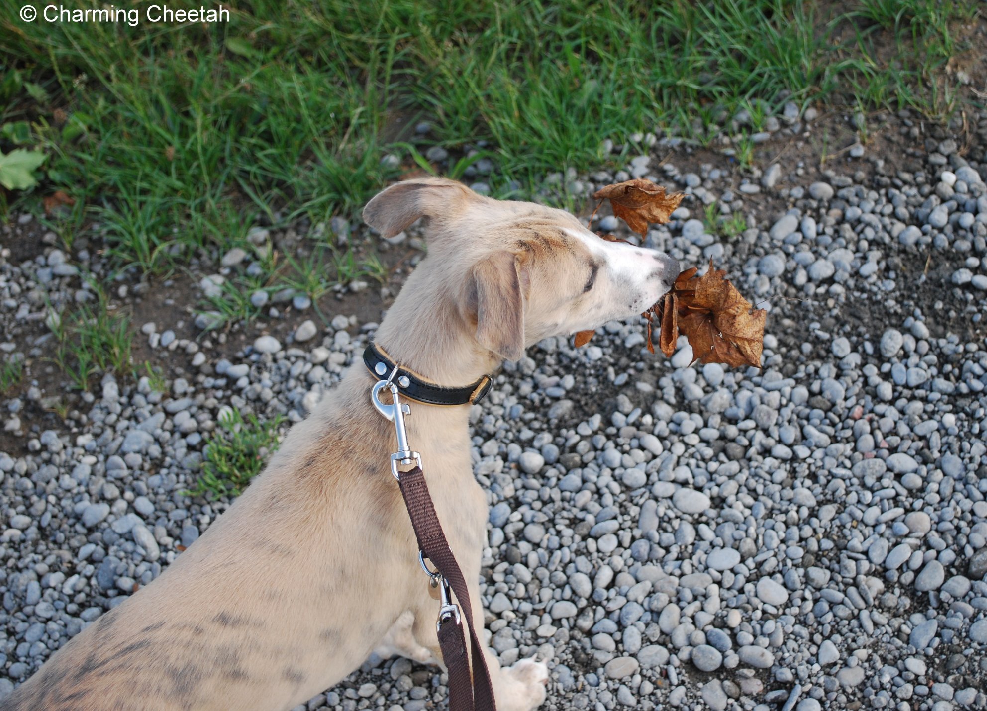 Charming Cheetah Braveheart - Sucht noch seine Familie