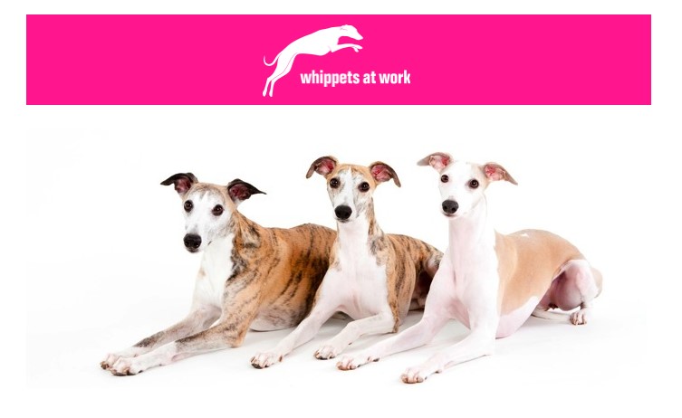 Whippets at work